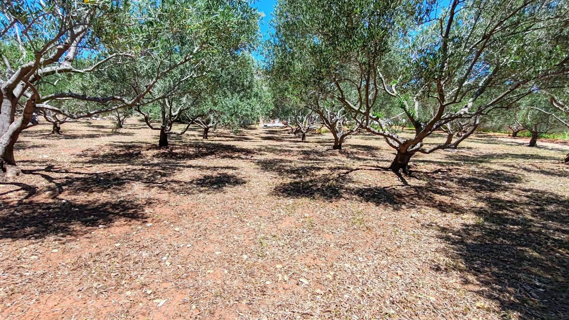 New! Beautiful Stone Villa In Eco Olive Grove Posedarje
